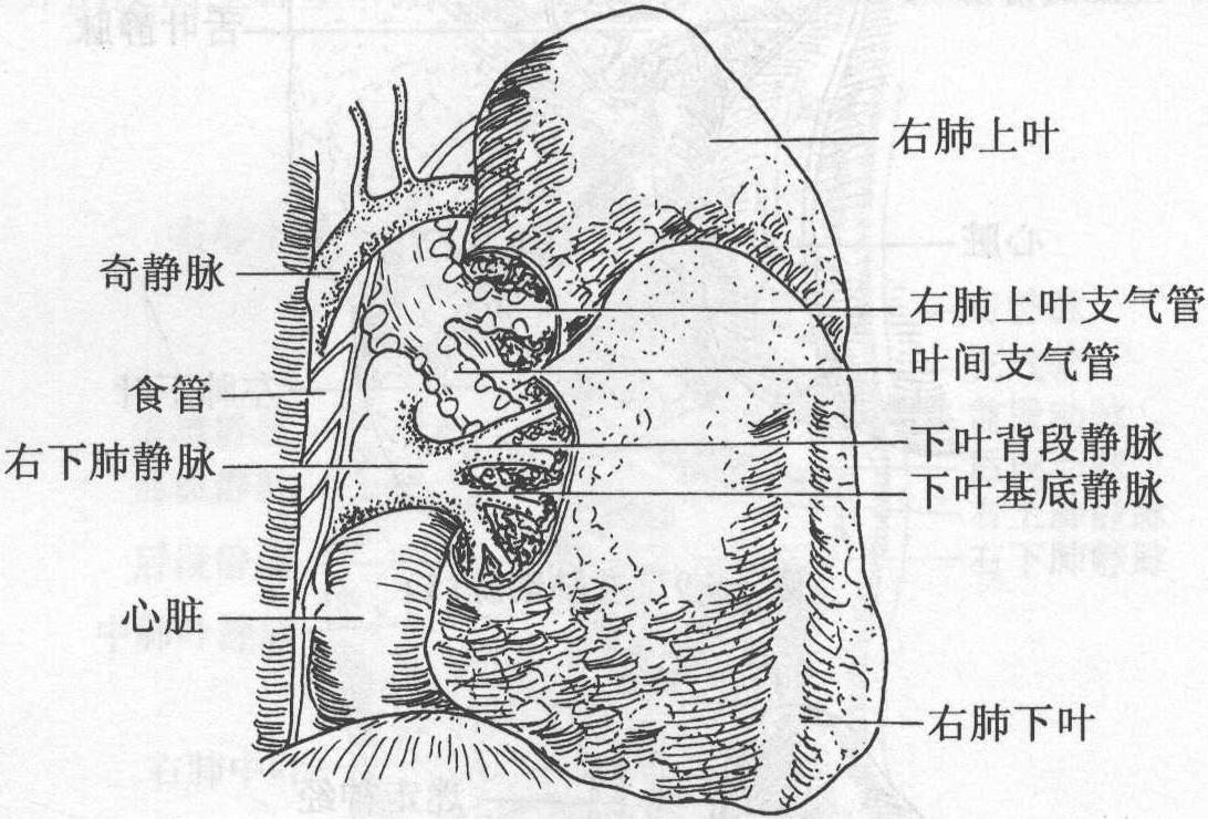 右肺静脉图片